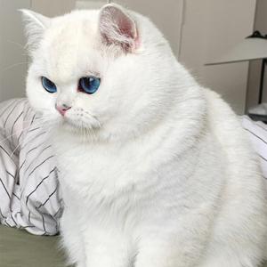 纯种银渐层猫英国短毛猫英短银虎斑渐层银点幼猫崽活体纯白宠物猫