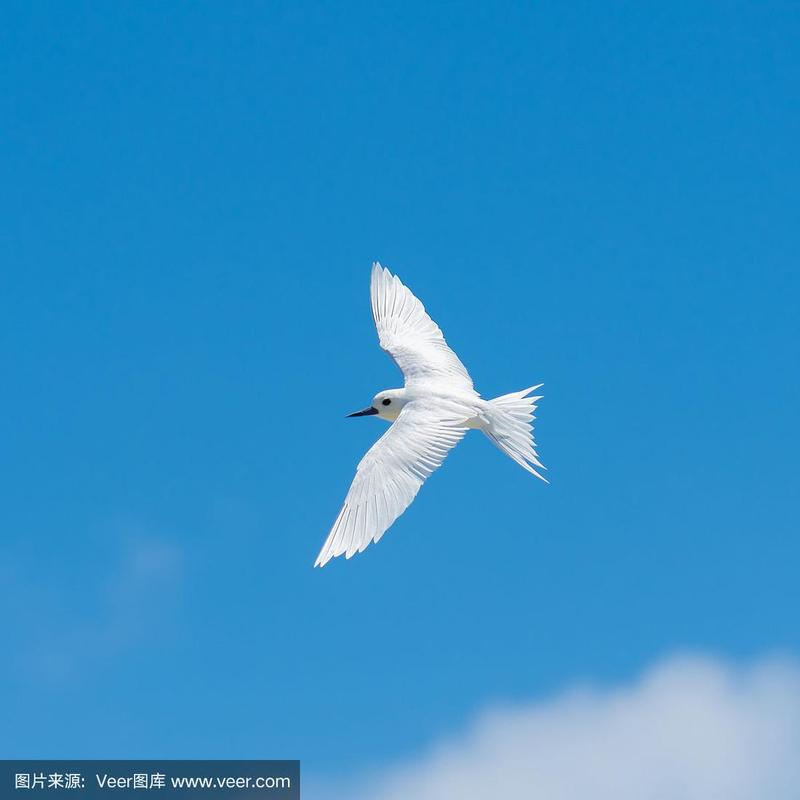 白色燕鸥,美丽的白色鸟