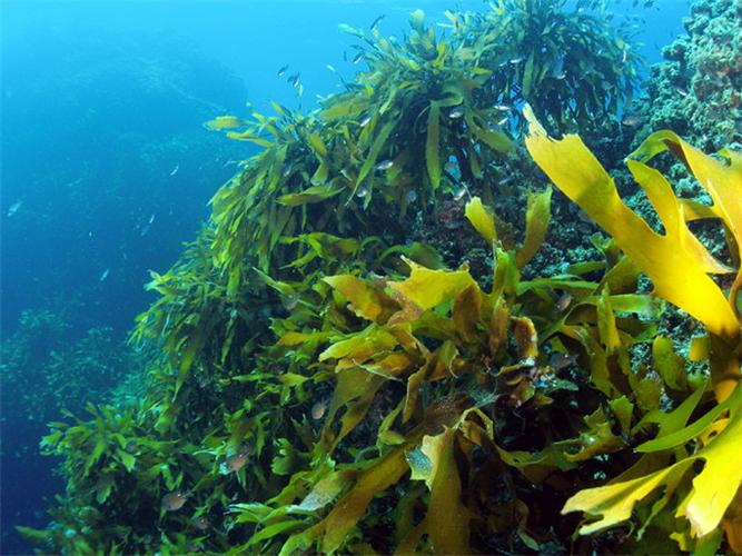 究竟海藻孕妇可以吃吗