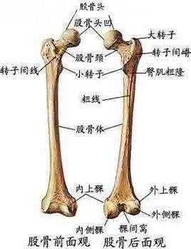 股骨粗隆到底是哪个位置,你能说清楚吗