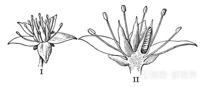 一幅画显示了景天的花朵.第一部分显示整朵花, 第二部分显示垂直剖面.