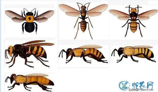 蜜蜂图片各种蜜蜂图片大全欣赏