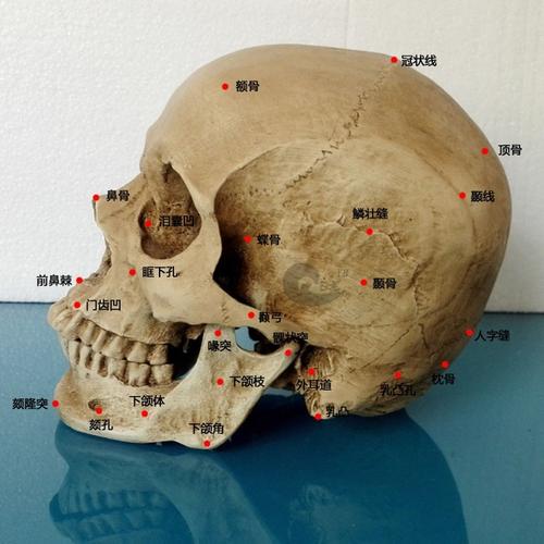 树脂骷髅头静物绘画人头骨艺用人体肌肉骨骼解剖头颅头骨模型美术淘宝
