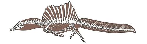 棘龙第四形态骨骼线图 尾巴出奇扁宽,成为已知游泳能力最强的恐龙