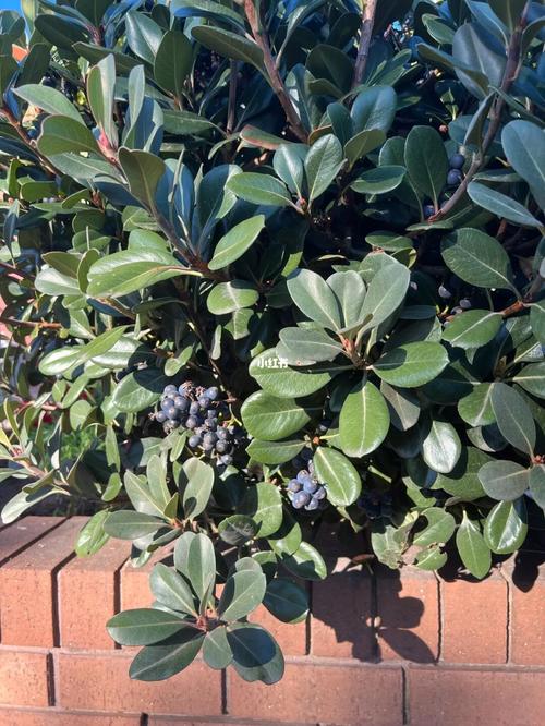 今天偶遇一颗结满了蓝莓的野生蓝莓树