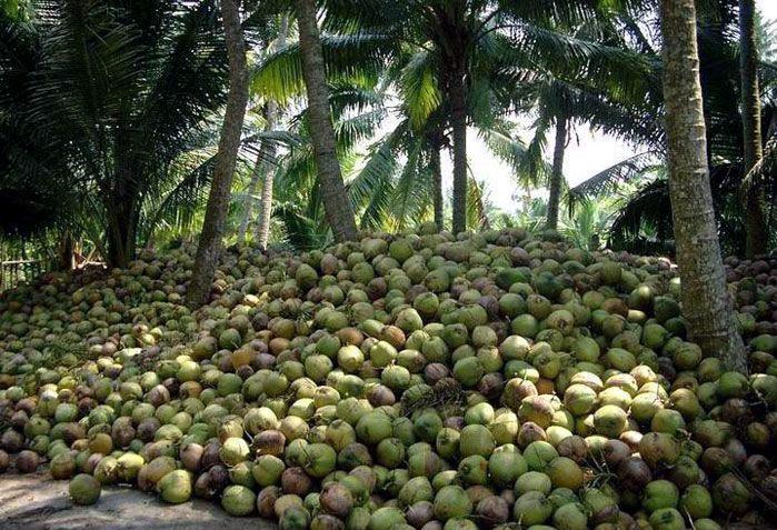 出口质量成熟半熟椰子农场直销-最优惠的价格