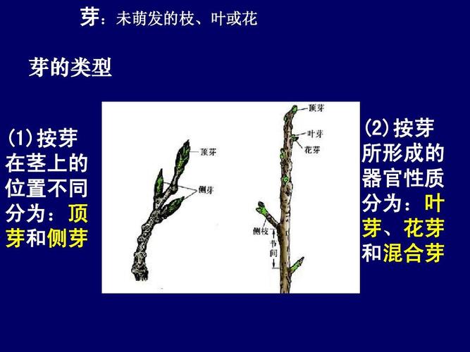 版八年级上册)     芽:未萌发的枝,叶或花 芽的类型 (1)按芽 在茎上的