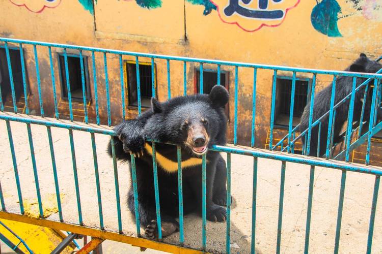 牡丹江黑宝熊乐园,我国最大的养熊基地,是亲子研学游的好地方_黑熊