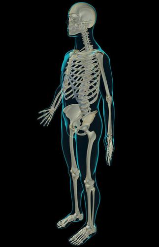 骨骼,肋骨,脊椎,骨盆,无人,站,竖图,插画,x光片,室内,特写,白天,侧面