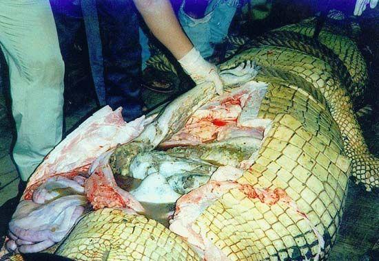 这张鳄鱼吃人的照片是伪造的吗?