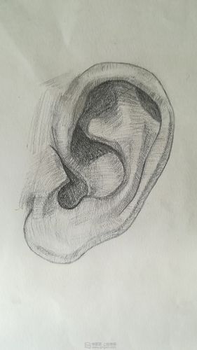 老林gf810临摹耳朵