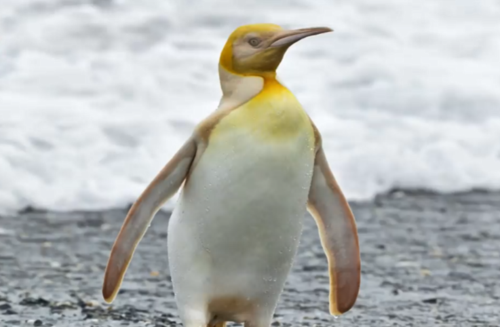 世界上奇怪全新三个物种首见的黄金企鹅