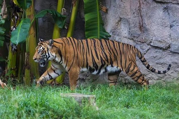 不止狮老虎体型巨大的猫科动物令人惊讶你见过吗