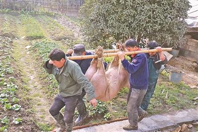 王家岭村的小伙子们抬来了年猪.(项一嵚张帆摄)