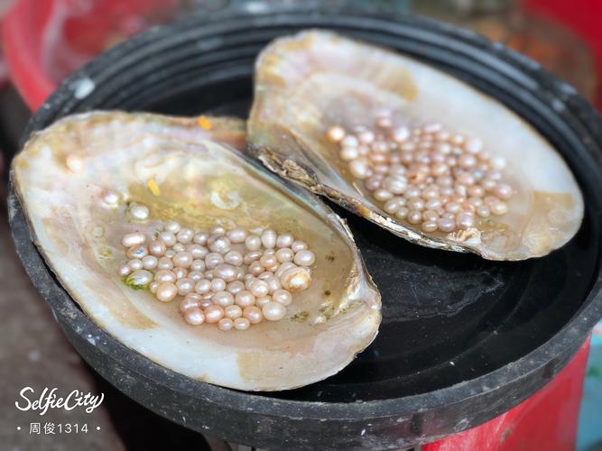 小店儿里卖的海蚌,如果每个蚌里都能有这么多的珍珠,那蚌们也真挺累的