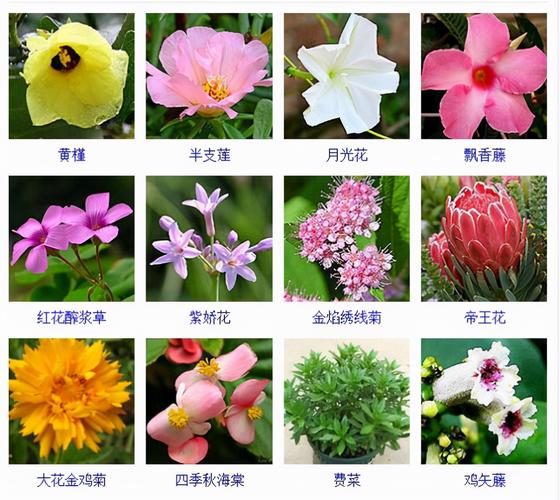 常见植物名称大全(认识常见的800种景观观花植物)