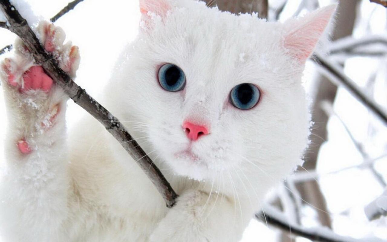 可爱的白色猫咪经典高清桌面壁纸第一辑