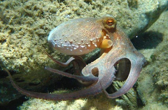 8个触手变9个日本奇怪章鱼引发质疑专家不排除与辐射有关