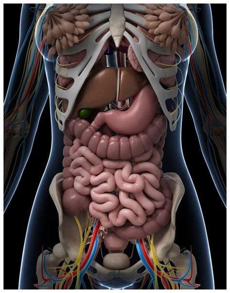 人体内脏器官及位置