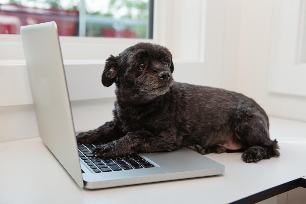 一位程序员走在路上,突然看到一条狗在电脑屏幕前坐着,他好奇地问狗:"