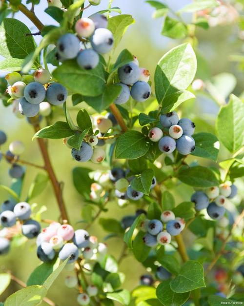 蓝莓树长什么样子,怎么种植,怎么管理水肥