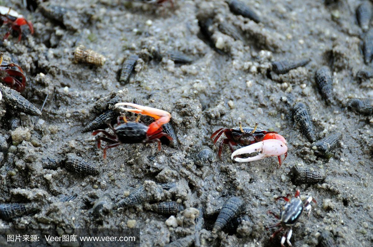 泰国红树林中的招潮蟹.