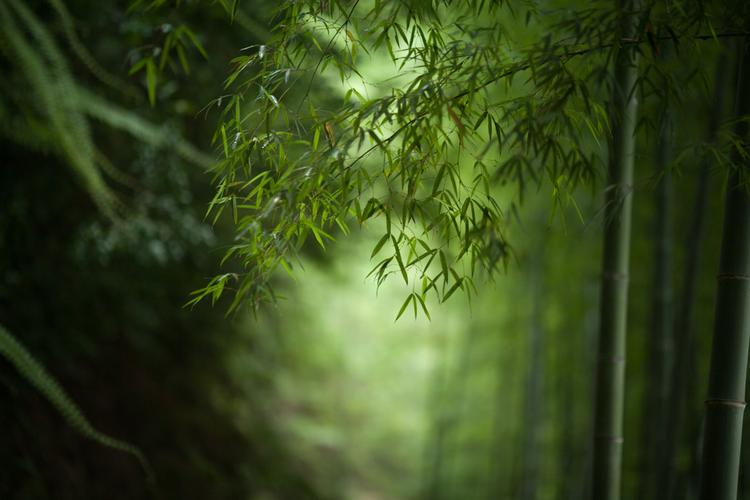 靠近点你就能闻到竹子呼吸的香味