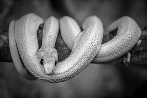 梦到白色的蛇