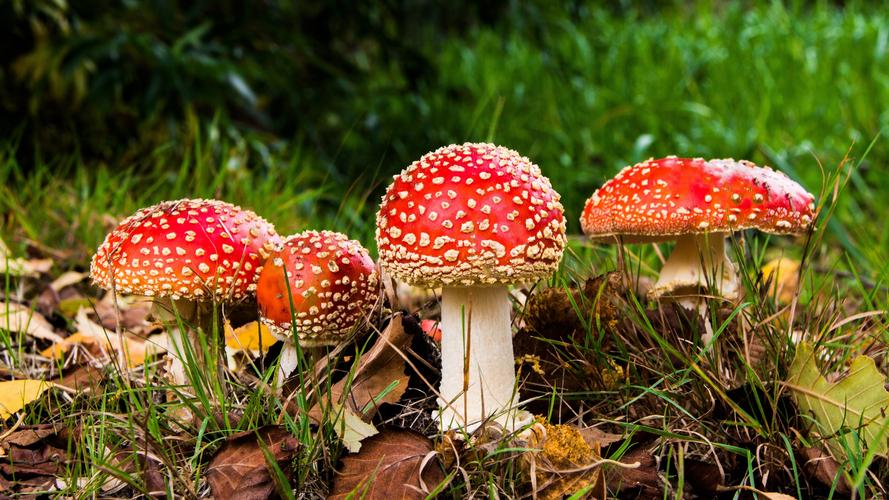 有毒的红色毒蘑菇图片