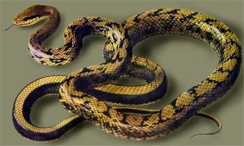 连五步蛇都吃的无毒蛇,农村里常常可以见到
