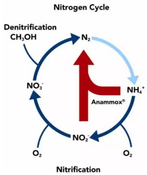 联氨水解酶催化羟胺和氨缩合成联氨(n2h2),zui后,联氨在联氨氧化酶
