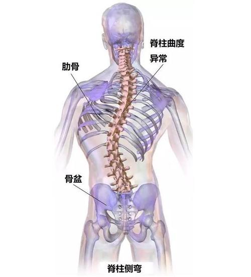 正常人的脊柱从后面看应该是一条直线,两侧应该是对称的.
