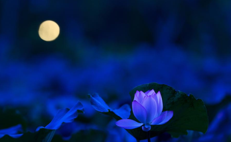 月色 婵娟 荷花 明艳,十首有关荷花与月色的诗词,在月光里流溢荷香