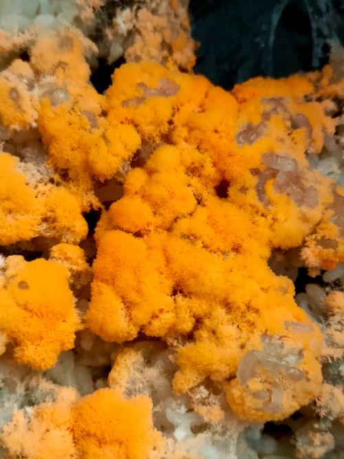 黄曲霉菌