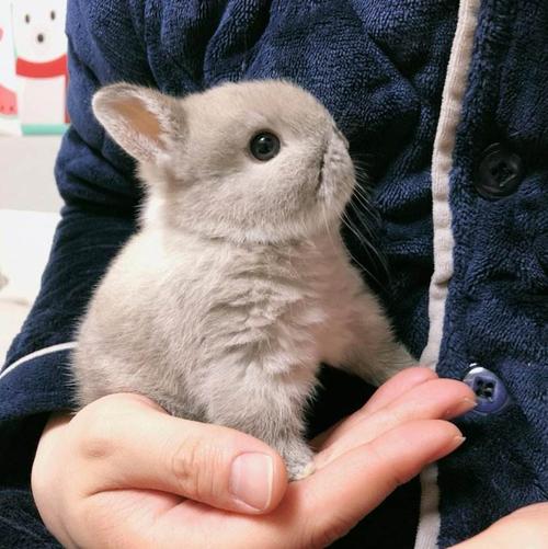 侏儒兔是世界上最可爱的兔子品种我的掌上美兔