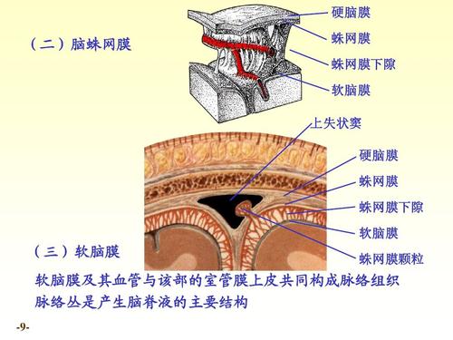 chapter20脑和脊髓的被膜,血管及脑脊液循环ppt 硬脑膜 (二)脑蛛网膜
