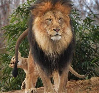 小狮子调皮被狮子爸爸教训恰巧被母狮撞见转头后公狮吓懵了