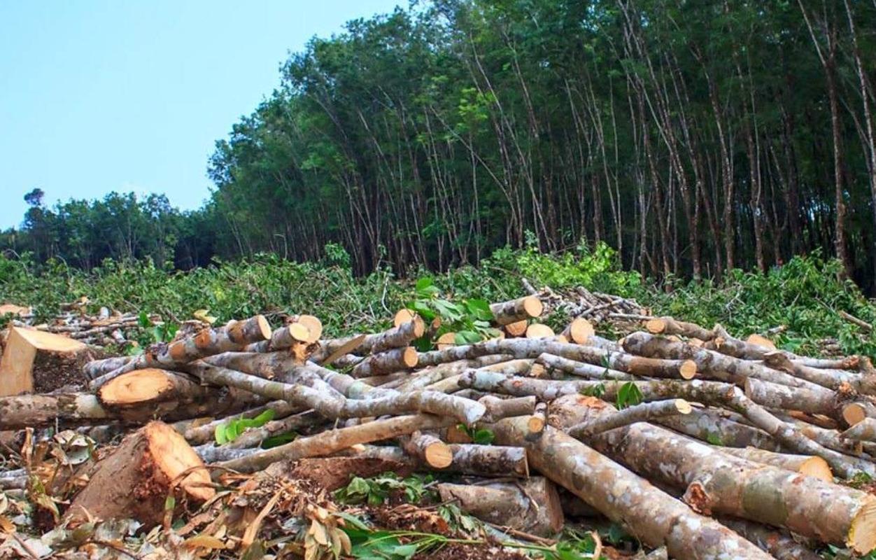 中国大地更绿了!日本印尼也不差,但巴西森林砍伐量或创15年新高