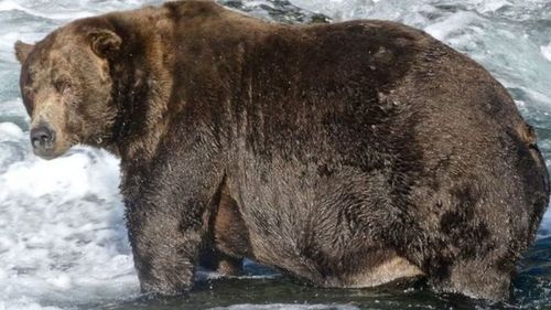 今年最胖的熊找到了棕熊越胖越好并非坏事