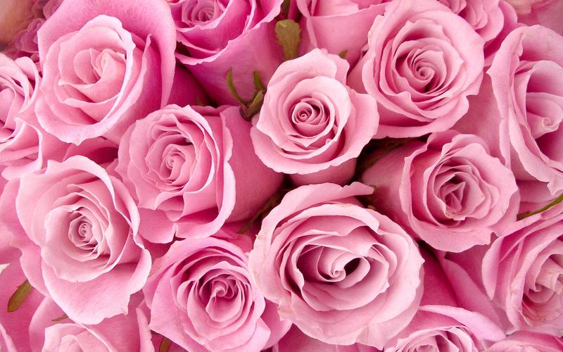 姿态万千的鲜艳浪漫玫瑰花高清桌面壁纸