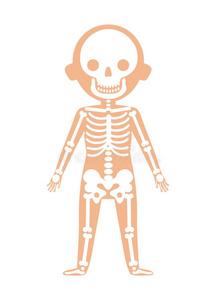 男孩身体解剖和骨架体系用剪裁路径隔离的小男孩的解剖.