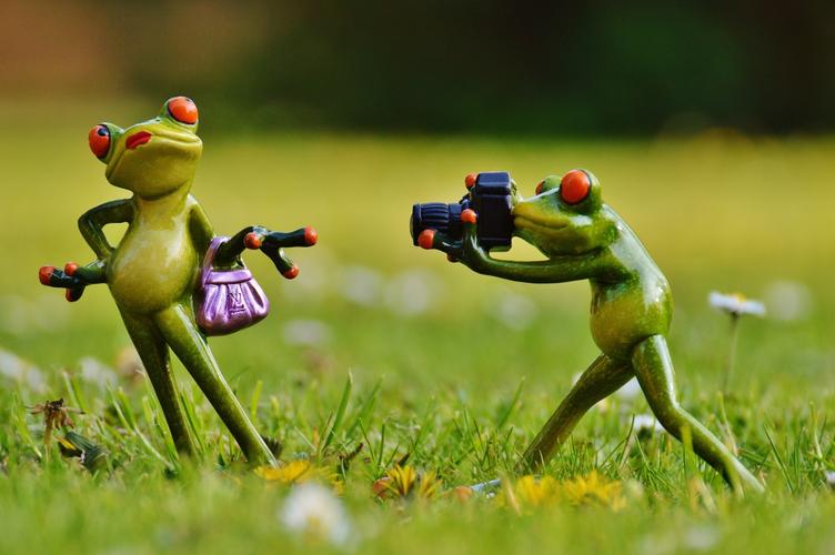 青蛙摄影师可爱有趣4k壁纸
