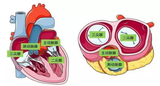 心房与心室之间有瓣膜(房室瓣:二尖瓣和三尖瓣),心室流出道有主动脉瓣
