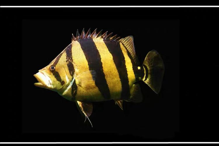 虎鱼印尼苏门答腊三纹四纹活体长明热带鱼观赏鱼鱼