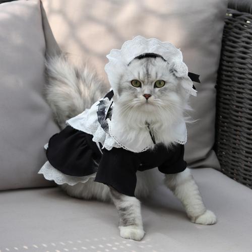 【喵小橘】猫咪衣服幼猫春秋款宠物女仆装冬季可爱公主裙小猫裙子