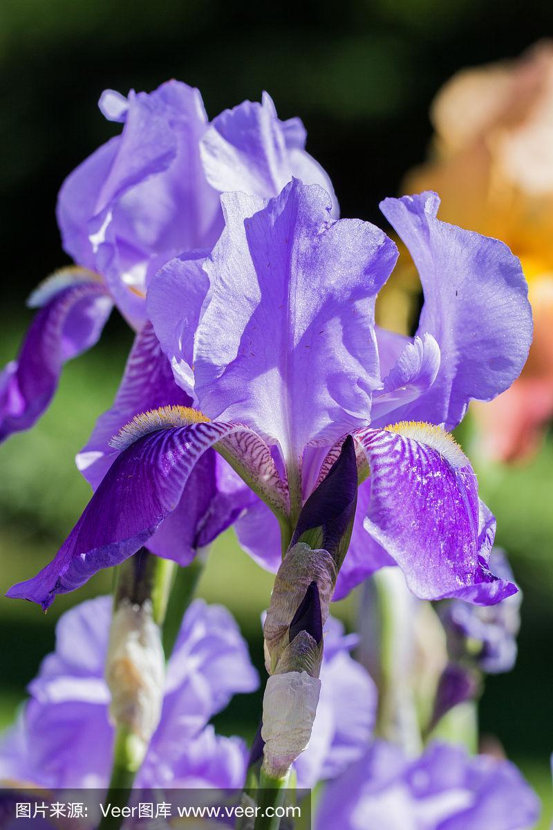 紫色的鸢尾花