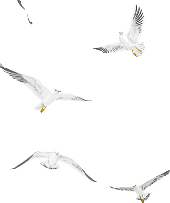 飞翔的白色海鸥矢量素材