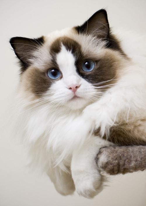 布偶猫是最漂亮的纯种猫之一,带有独特的单色点或双色点的毛.