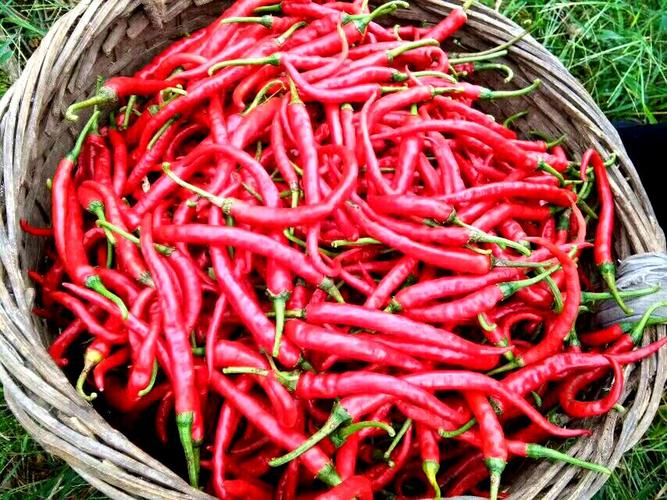 露天自然传统种植明清贡品鲜红椒