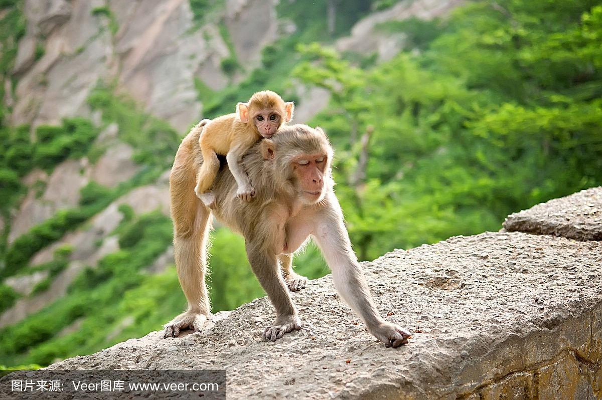 母猴子背着她的孩子